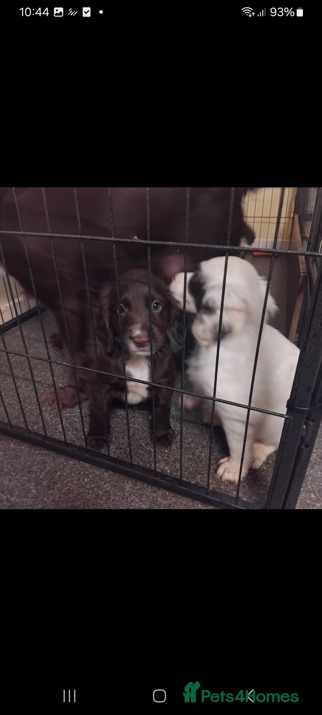 Sprocker dogs for sale: Sprocker  - Image 3