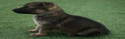 German Shepherd dogs for sale: German shepherd pups  - Advert 4