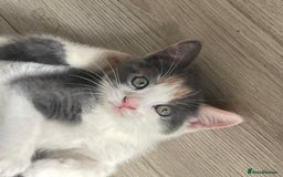 Mixed Breed cats for sale: Kittens ready for their forever home.  - Image 6