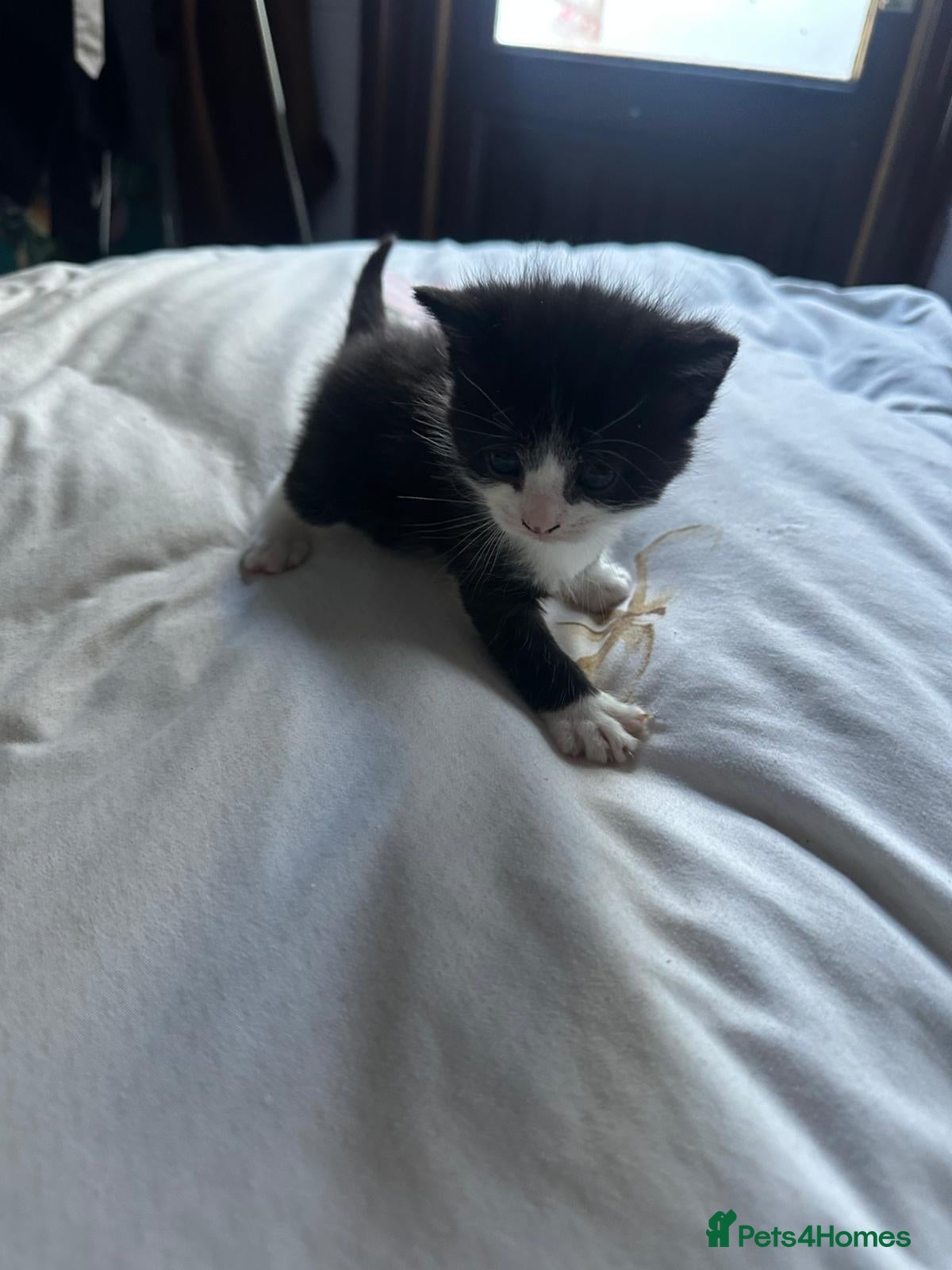 Mixed Breed cats Selling cute tuxedo cat - Advert 2