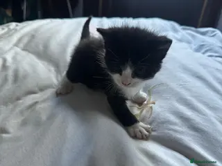 Mixed Breed cats Selling cute tuxedo cat - Advert 2