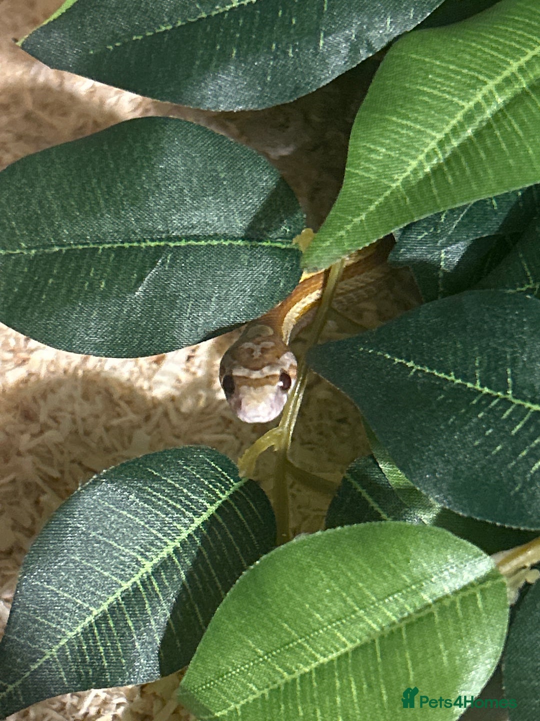 Corn Snake reptiles for sale: Elio the Strawberry ultra motley corn snake  - Advert 1