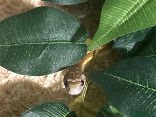 Corn Snake reptiles Elio the Strawberry ultra motley corn snake - Advert 6