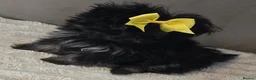 Pomapoo dogs for sale: Beautiful pomapoos - Advert 7