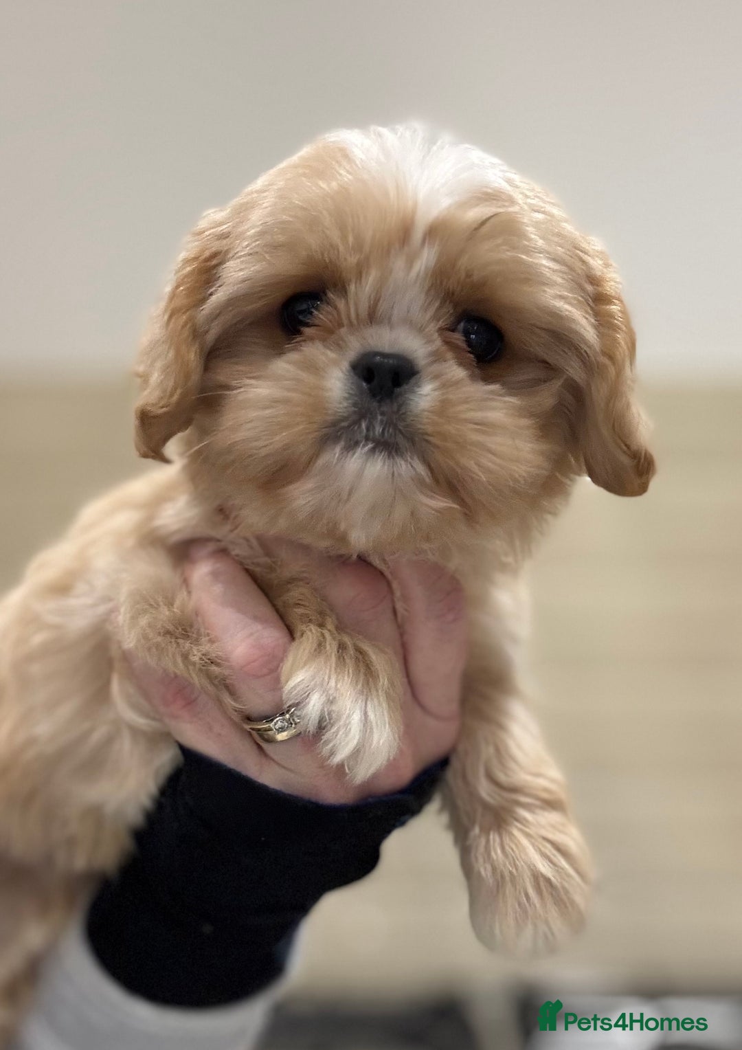 Cava Tzu dogs for sale: ** READY NOW **  CAVATZU CAVASHI BOYS  - Advert 10