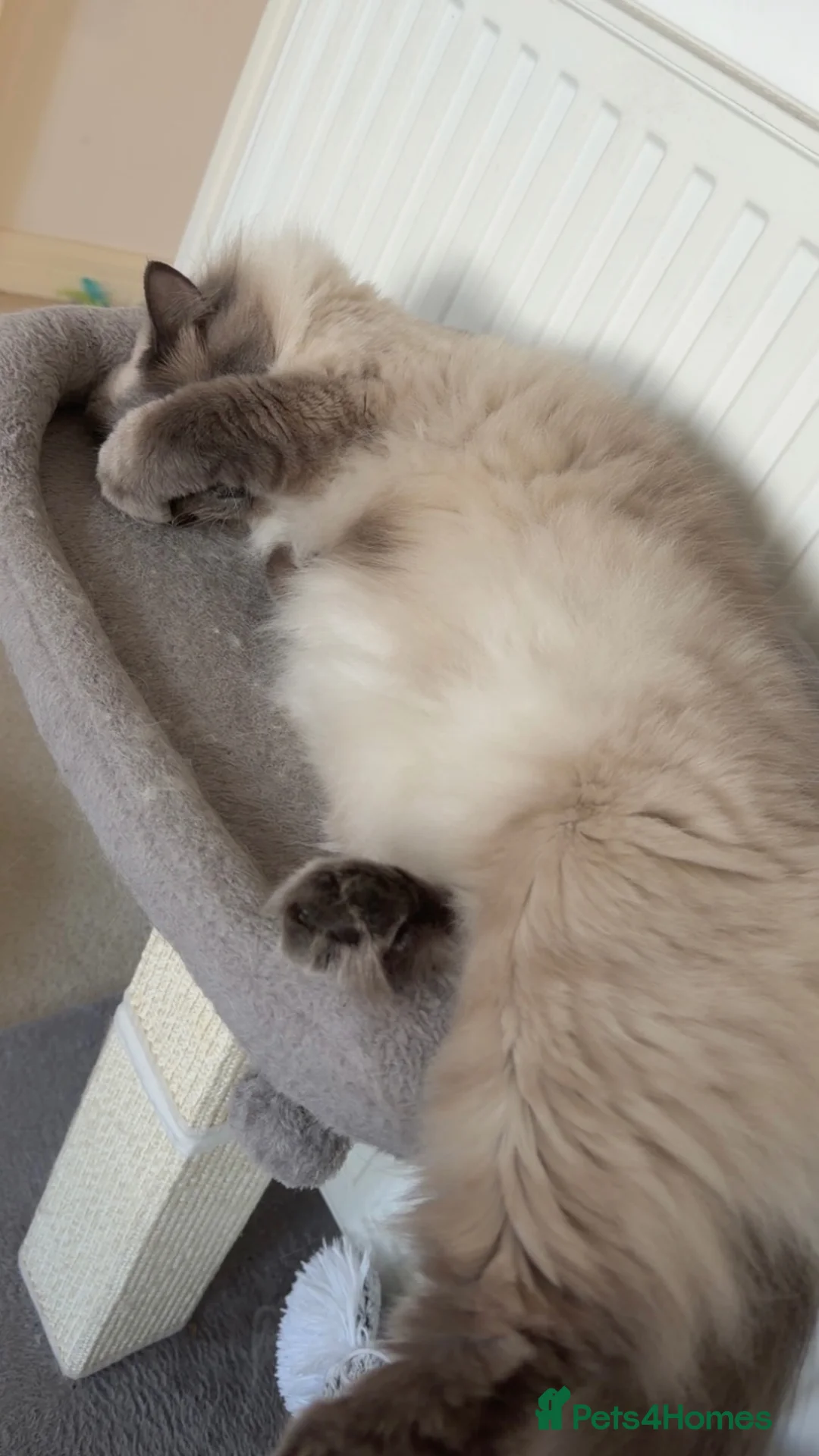 Ragdoll cats for sale: Pearl - Absolute Sweetheart Looking For New Home - Advert 7