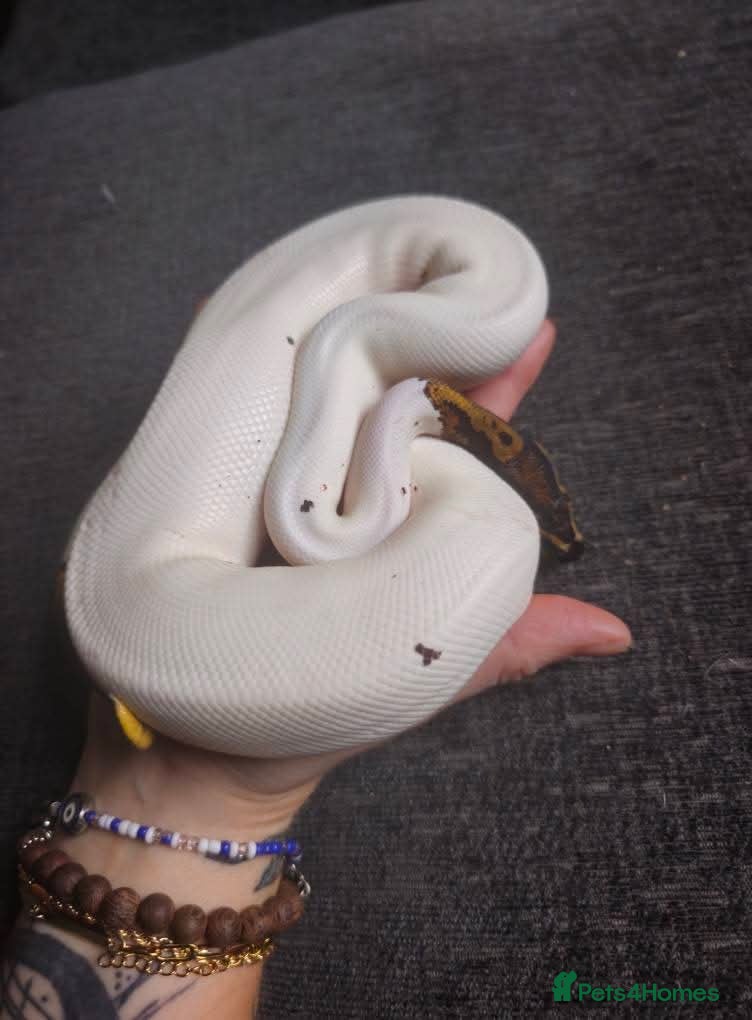 Snake reptiles Male Ball python  - Advert 18