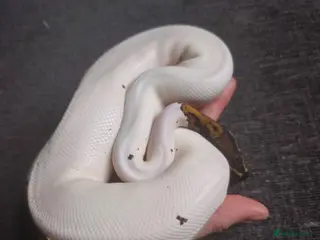Snake reptiles Male Ball python - Advert 18