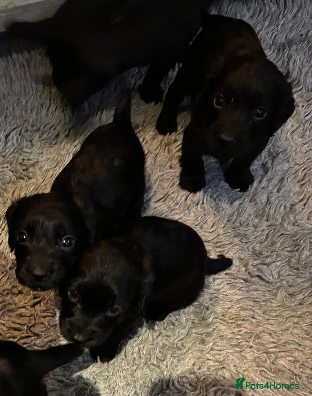 Cocker Spaniel dogs for sale: Beautiful Cocker Spaniel Pups For Sale - Image 5