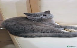 British Shorthair cats for sale: Adorable kittens bsh - Image 4