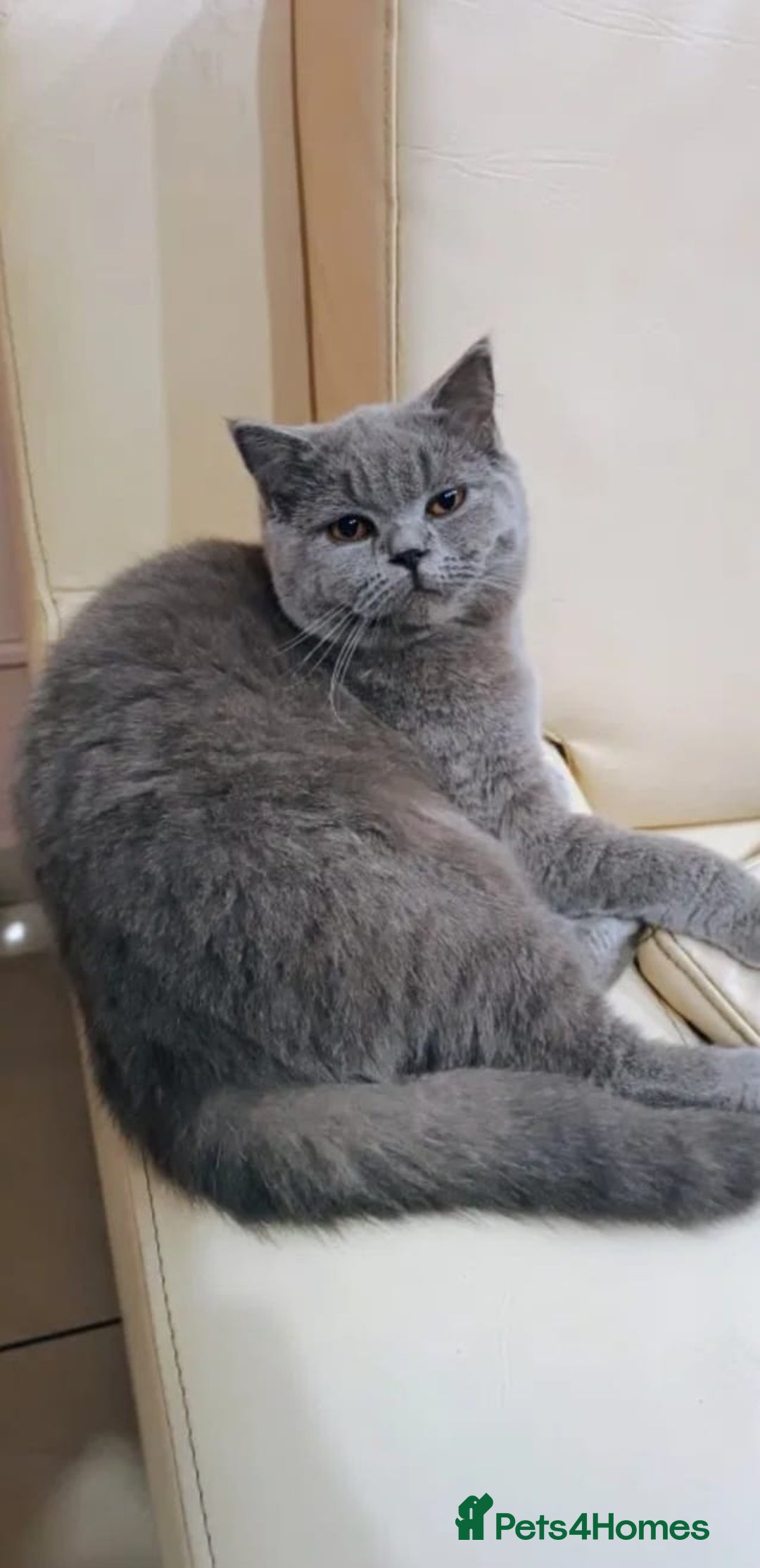 British Shorthair cats for sale: Adorable kittens bsh - Image 4