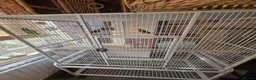 Lovebirds birds for sale: Peach face love birds  - Advert 5