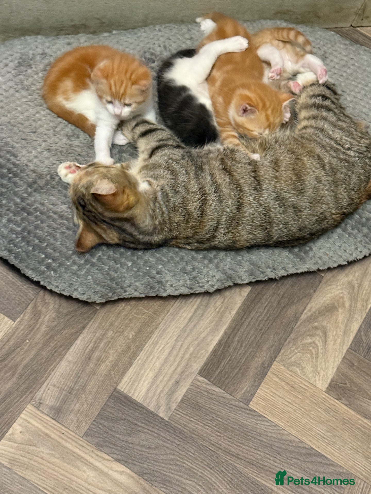 Mixed Breed cats 4 beautiful male kittens - Advert 1