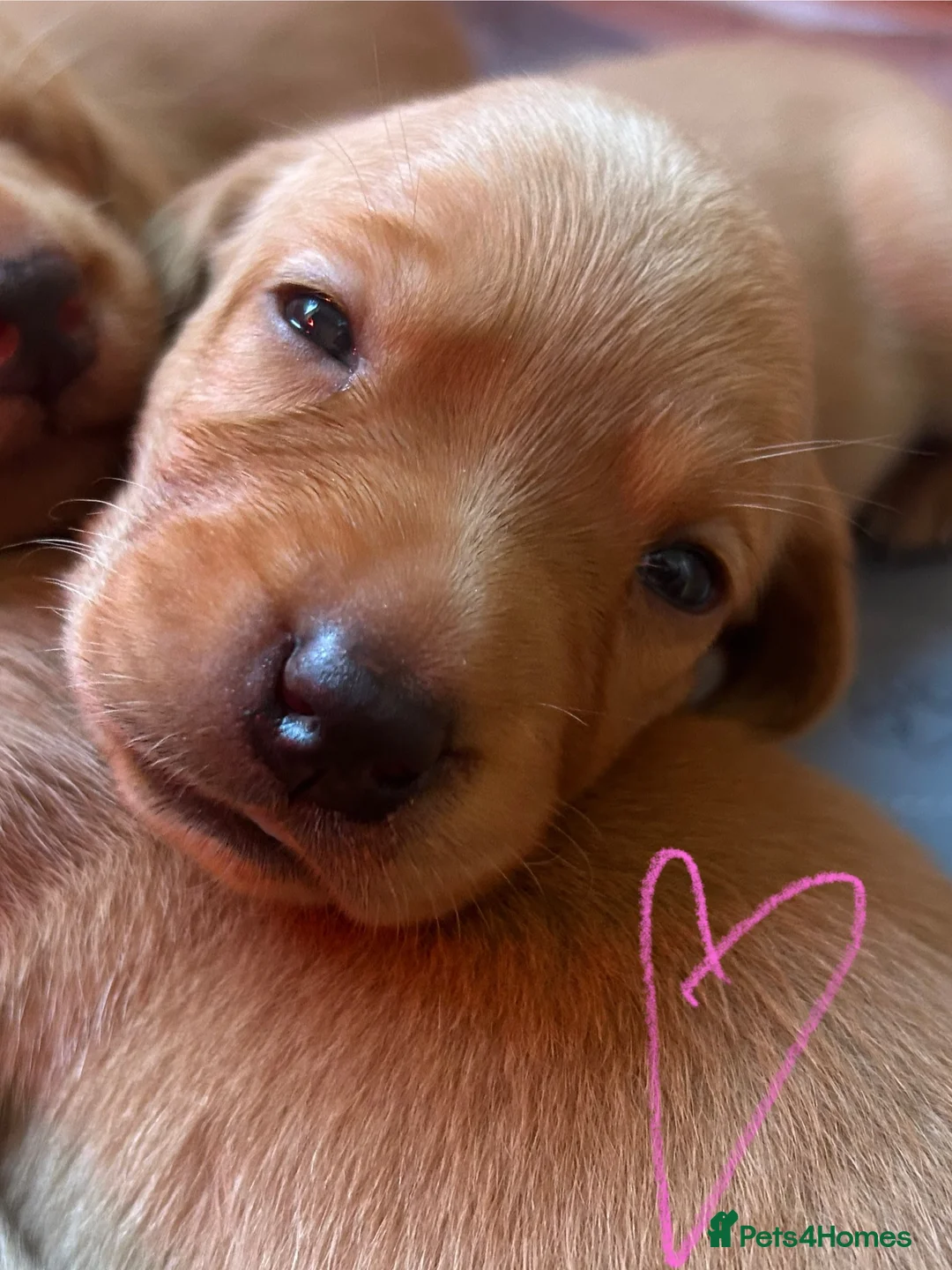 Labrador Retriever dogs for sale: Gorgeous KC Registered Fox Red Labradors  - Advert 1