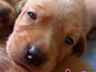 Labrador Retriever dogs Gorgeous KC Registered Fox Red Labradors - Advert 1