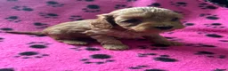 Cockapoo dogs for sale: F1b cockapoo, Ready to leave   - Advert 17