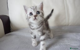 British Shorthair cats for sale: STUNNING British Shorthair Kittens Silver Tabbies - Image 2