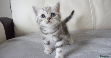 British Shorthair cats - Advert 6