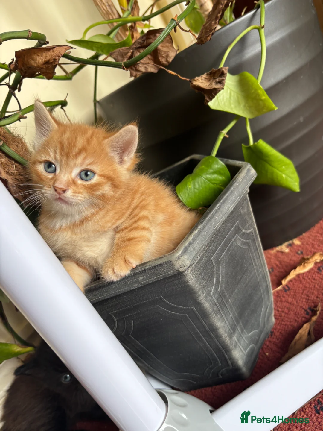 Mixed Breed cats for sale: Fluffy chunky kittens  - Advert 1