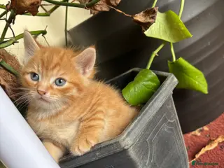 Mixed Breed cats Fluffy chunky kittens - Advert 2