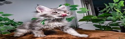 Maine Coon cats for sale: 8 STUNNING PEDIGREE TICA REG MAINE COON KITTENS - Advert 1