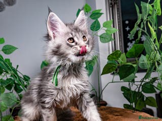 Maine Coon cats 8 STUNNING PEDIGREE TICA REG MAINE COON KITTENS - Advert 17