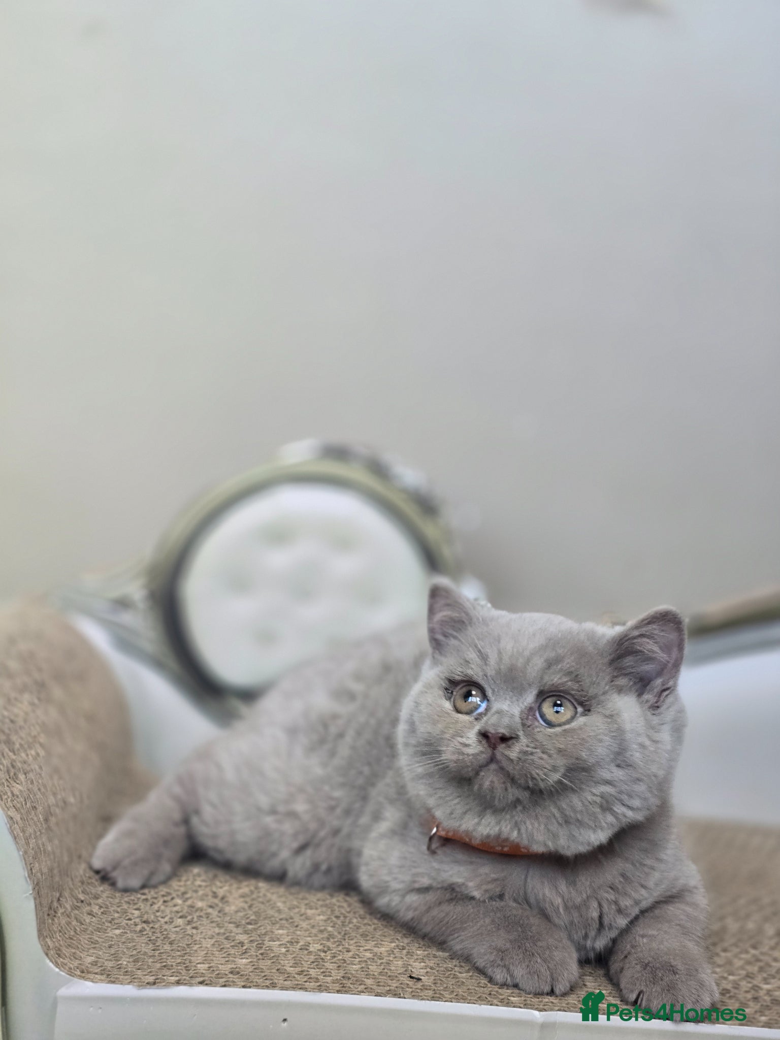 British Shorthair cats Gorgeous Arorable Lilac Boys Bristish Short Hair - Advert 2
