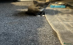 Mixed Breed cats for sale: Tilly’s babies  - Image 3