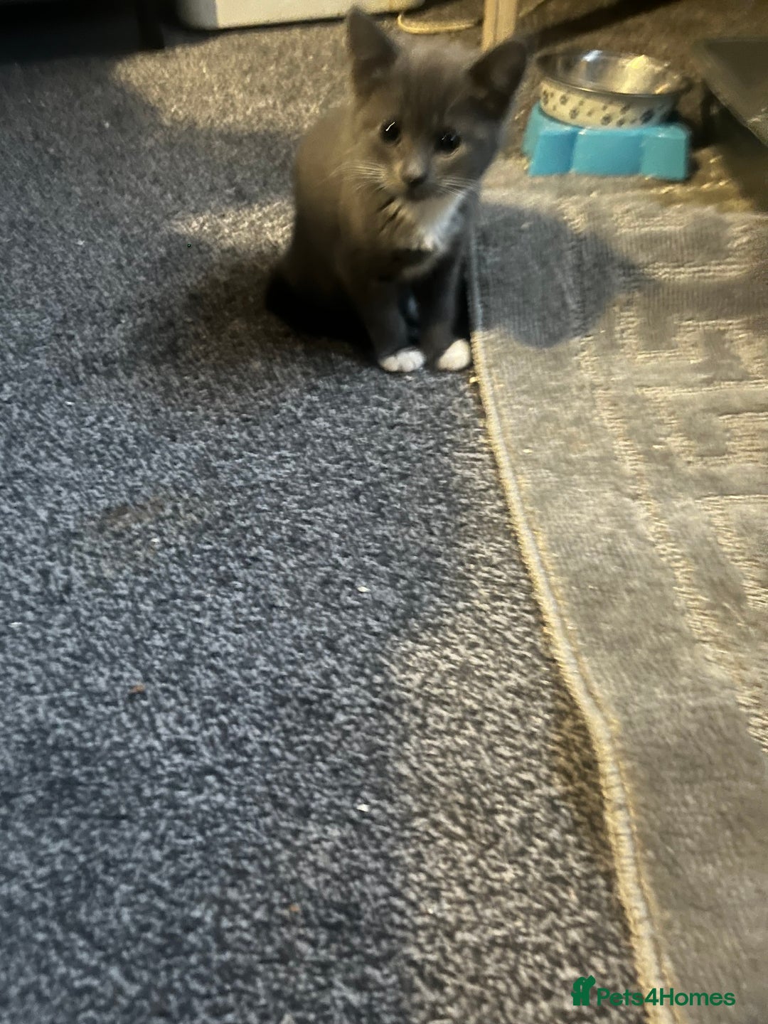 Mixed Breed cats for sale: Tilly’s babies  - Image 3