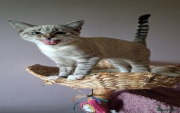 Mixed Breed cats for sale: Male kitten - Image 4