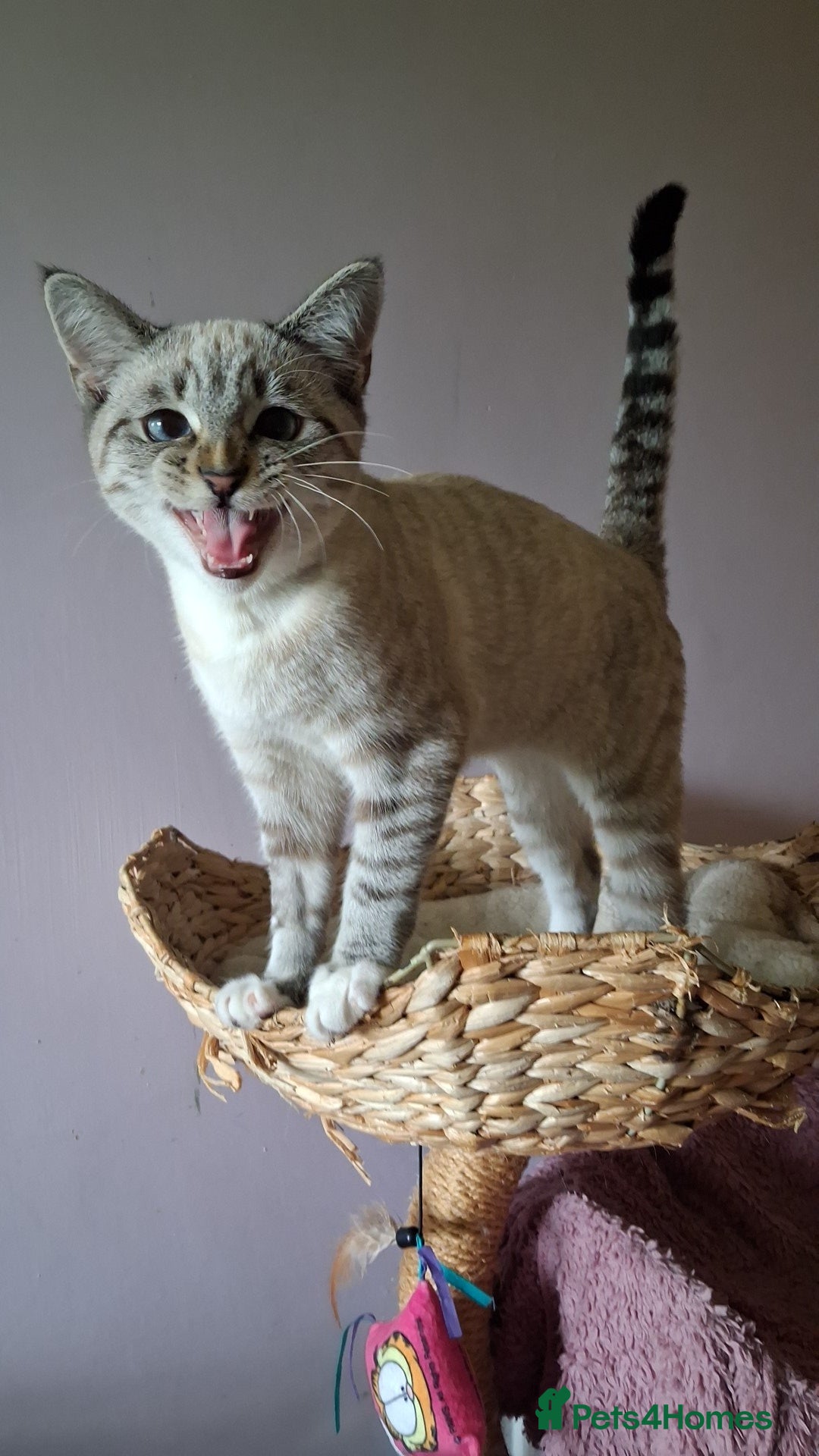 Mixed Breed cats for sale: Male kitten - Image 4