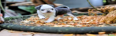 Pug 1