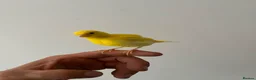 Canaries birds for sale: Adult and hand reared young canaries - Advert 11