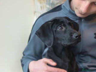 Mixed Breed dogs - Advert 3