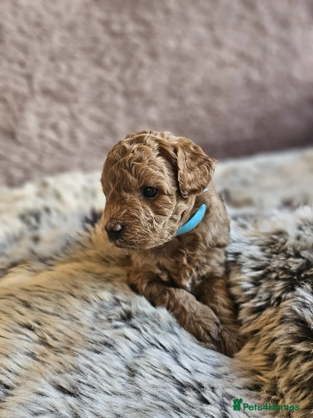 Mixed Breed dogs for sale: F1B Cockapoo Puppies – KC Toy Poodle Sired in Halifax - Advert 21