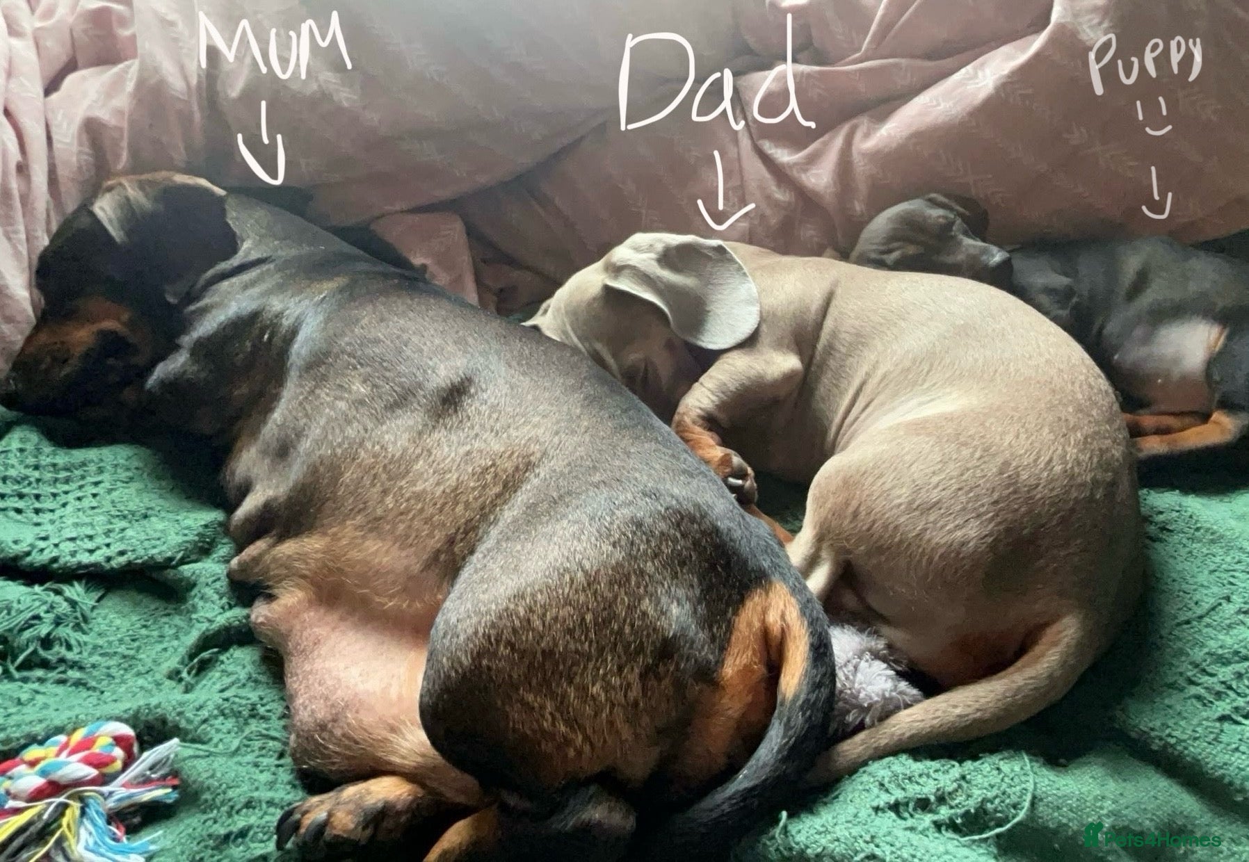 Dachshund dogs Dachshund/puppy  - Advert 1