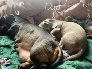 Dachshund dogs Dachshund/puppy - Advert 1