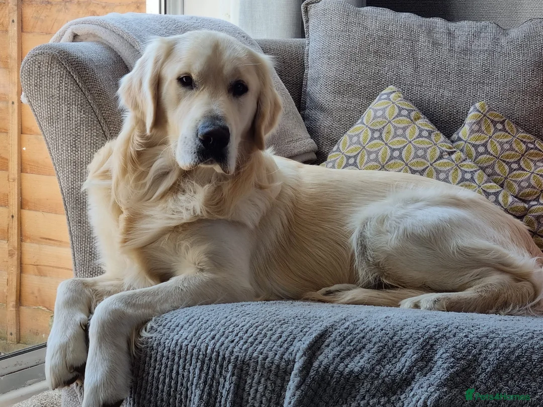 Golden Retriever dogs for stud: BEAUTIFUL PROVEN White Golden Retriever for Stud in Crowborough - Advert 2