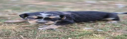 Mixed Breed dogs for sale: Dakota Sport Retriever (Special Colours) - Advert 6