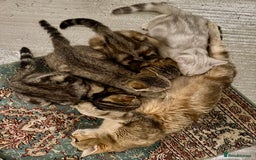 British Shorthair cats for sale: READY LONDON RARE 2 PAIRS - Advert 1