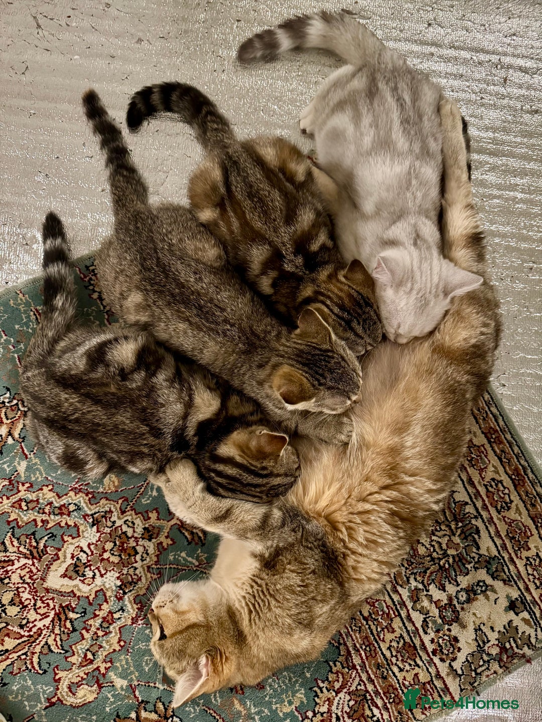 British Shorthair cats for sale: READY LONDON RARE 2 PAIRS - Advert 1