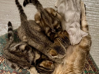 British Shorthair cats for sale: READY LONDON RARE 2 PAIRS - Advert 1