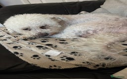 Bichon Frise dogs for adoption: 💙🐶 BARNEY 🐶💙 - Image 10