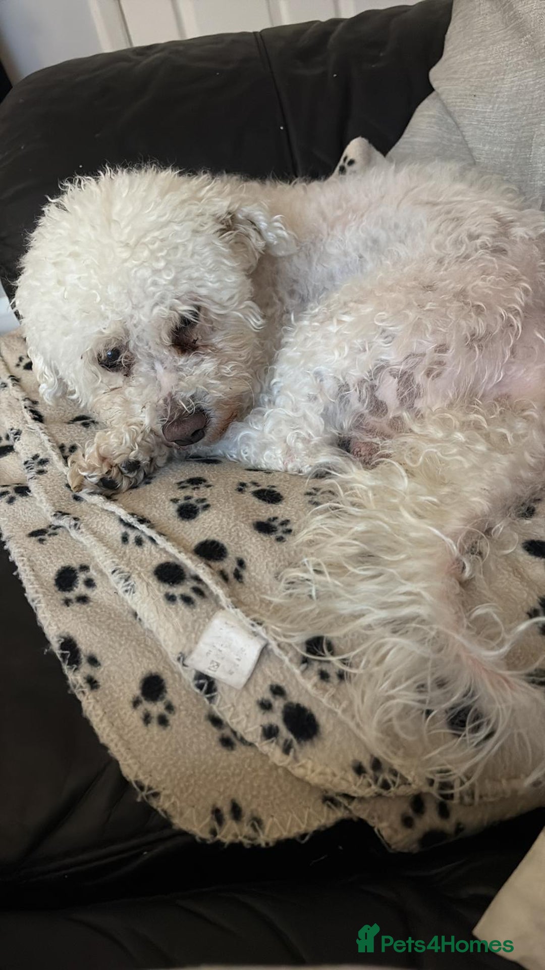 Bichon Frise dogs for adoption: 💙🐶 BARNEY 🐶💙 - Image 10