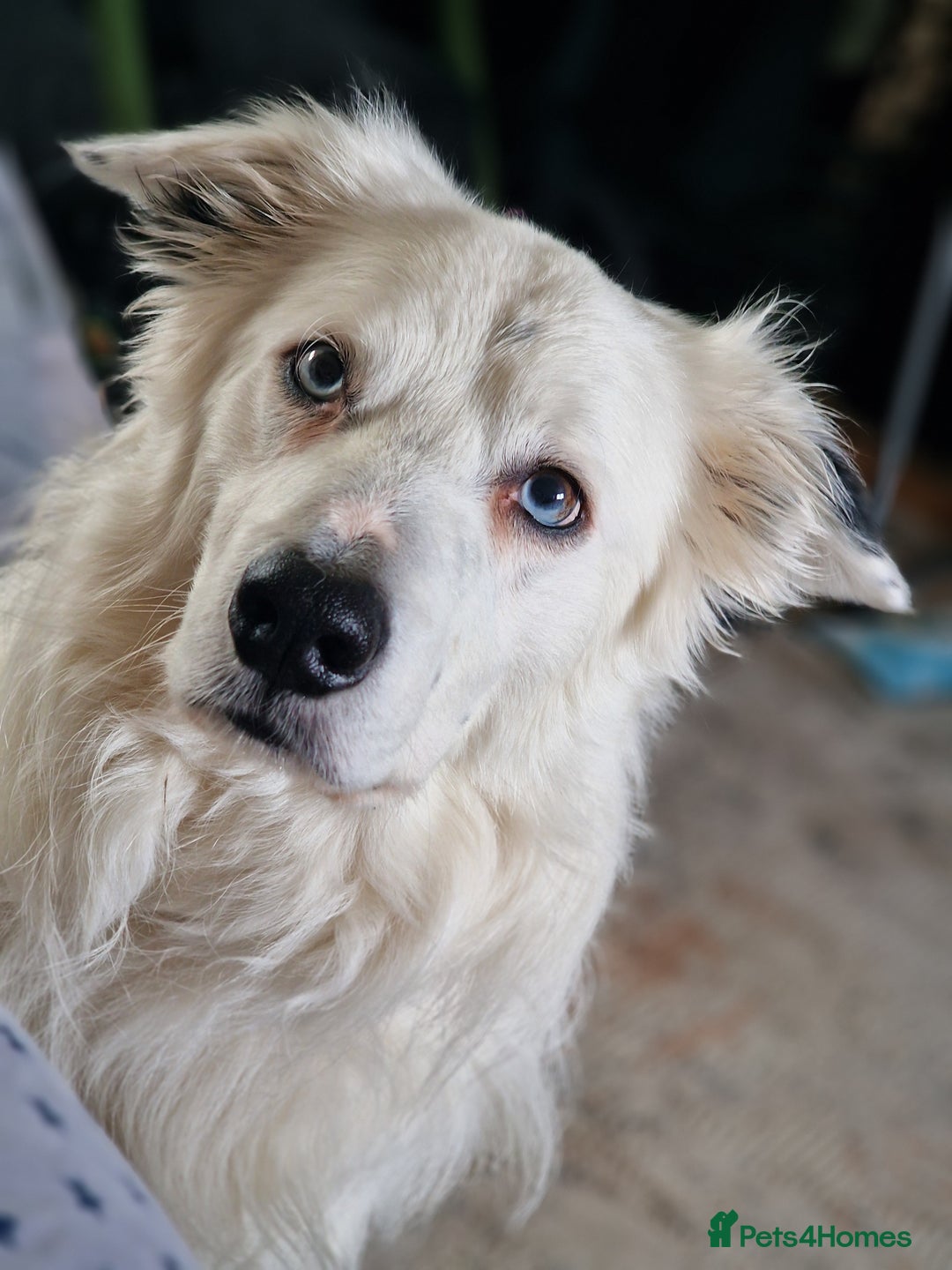 Border Collie dogs for sale: Dog for rehoming - Advert 2