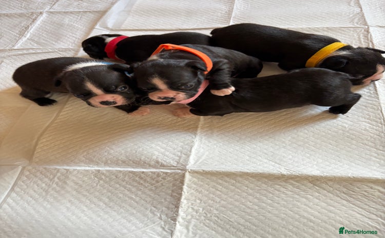 Boston Terrier dogs - Advert 1