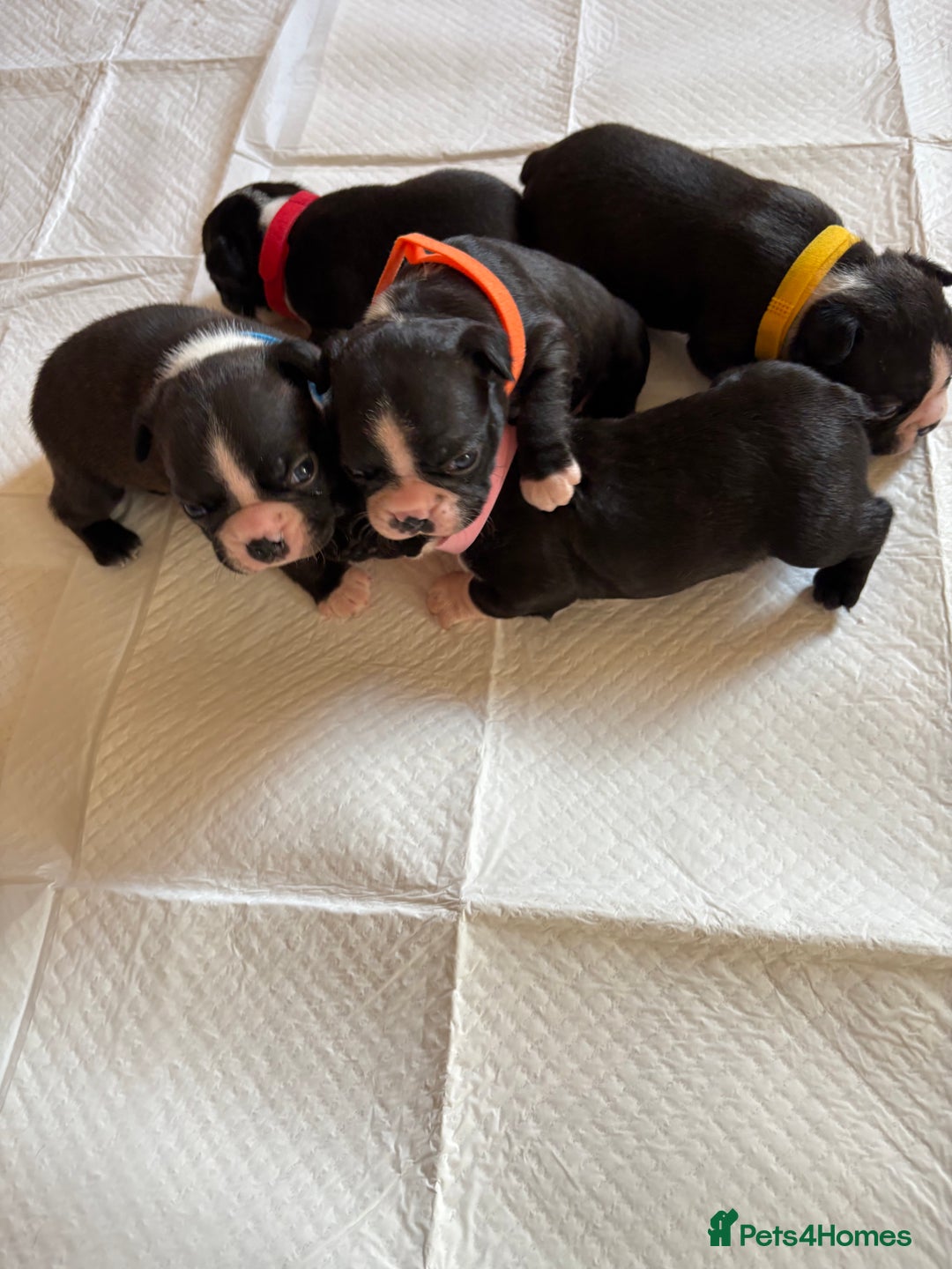 Boston Terrier dogs for sale: K.C. BEAUTIFUL BOSTON TERRIER PUPPIES - Image 1