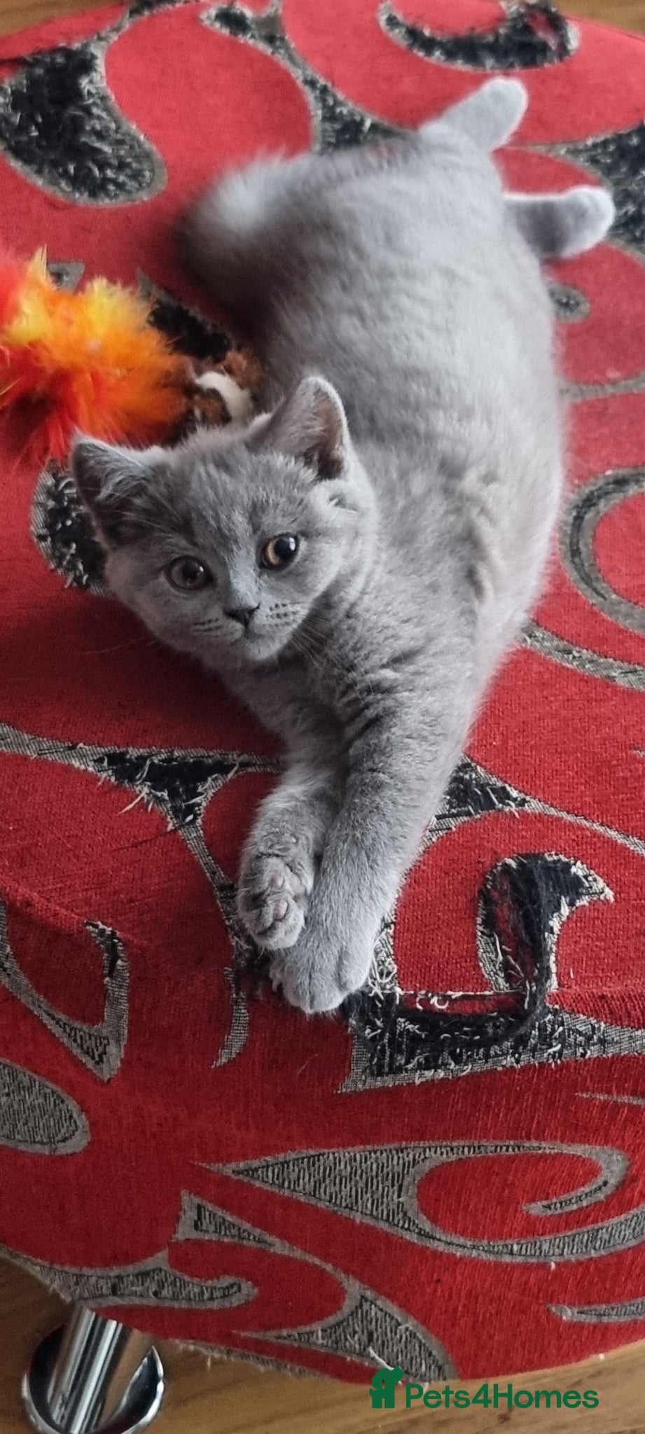 Scottish Fold cats Cute Scottish fold 💕 Three kittens available🐾 - Advert 17