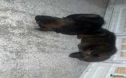 German Shepherd dogs for sale: German shepard pups - Image 5
