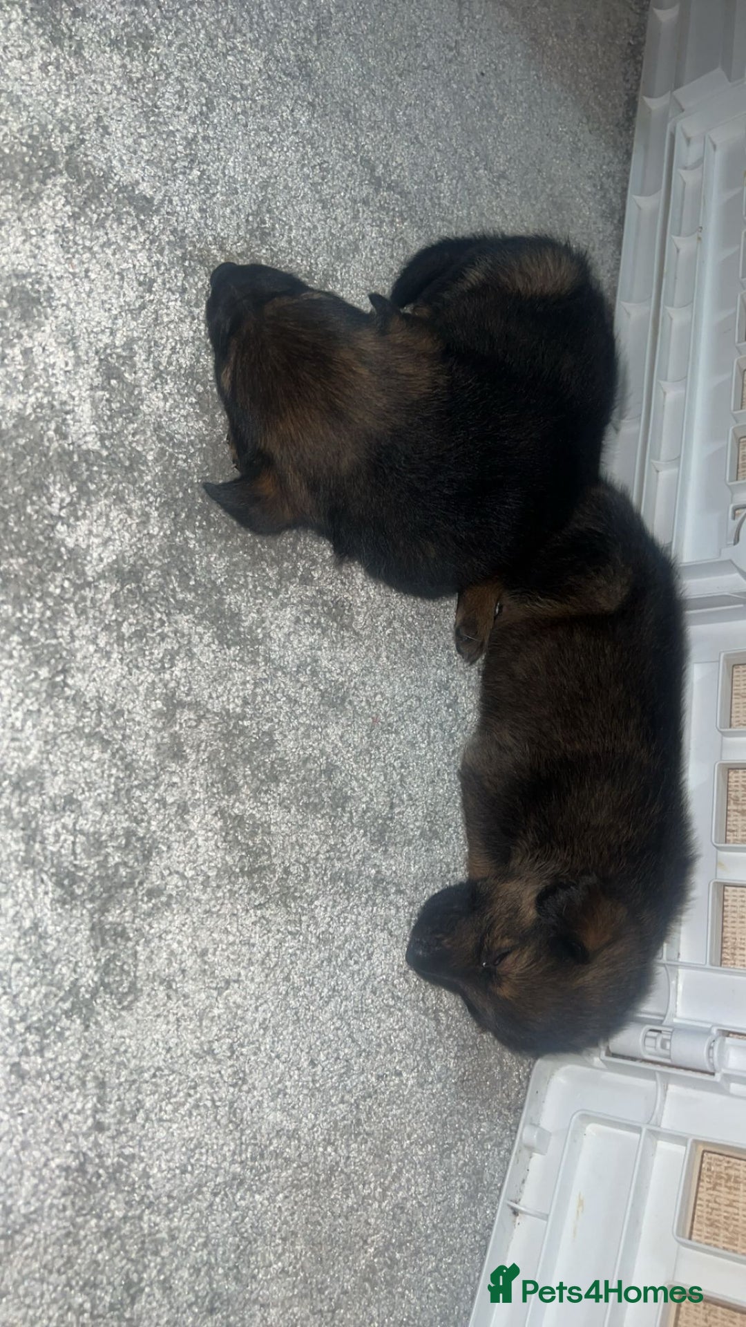 German Shepherd dogs for sale: German shepard pups - Image 5